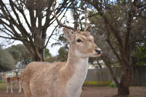 Deer Park Motor Inn Armidale - Australia Accommodation 22