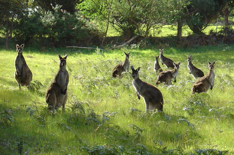 Blue House Denmark - Australia Accommodation 13