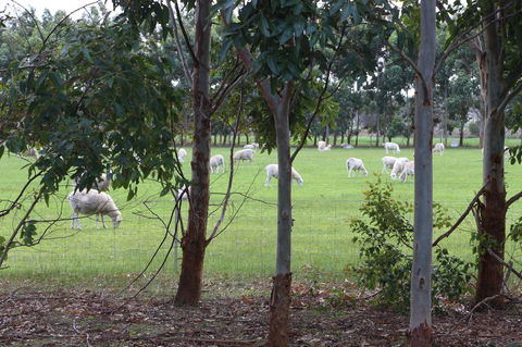 Sapphire Chalets, Augusta - Australia Accommodation 10