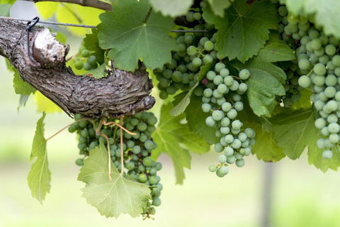 Thistle Hill Guesthouse - Walk To Many Wineries And Restaurants - Australia Accommodation 44