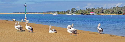 Pelican Motor Inn - Australia Accommodation 29