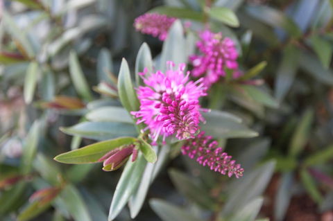 Grand Manor Motor Inn - Australia Accommodation 3