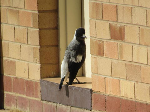 Allonville Gardens Motel - Australia Accommodation 34
