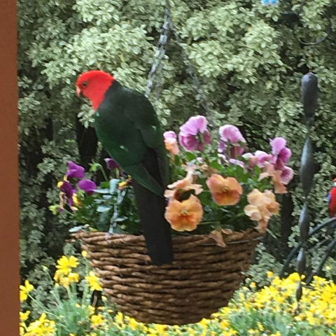 The Best Exotic Magnolia Cottage - Australia Accommodation 32