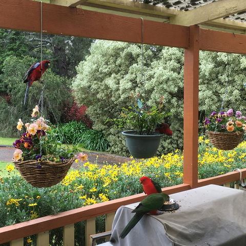 The Best Exotic Magnolia Cottage - Australia Accommodation 33