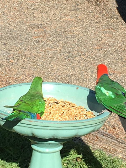 The Best Exotic Magnolia Cottage - Australia Accommodation 12