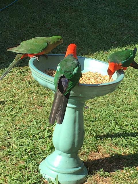 The Best Exotic Magnolia Cottage - Australia Accommodation 10