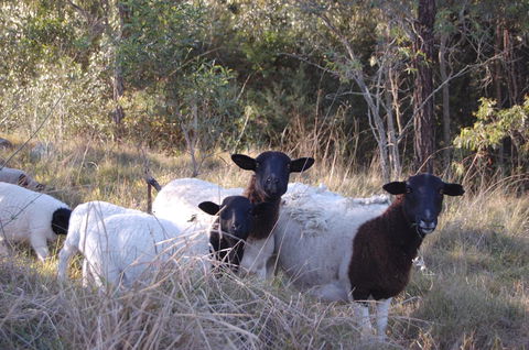 Cadair Cottages - Australia Accommodation 15
