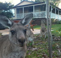 Bush  Bay Cottage - Australia Accommodation