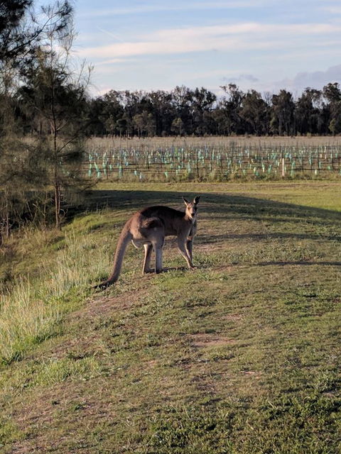 Madigan Wine Country Cottages - Australia Accommodation 7