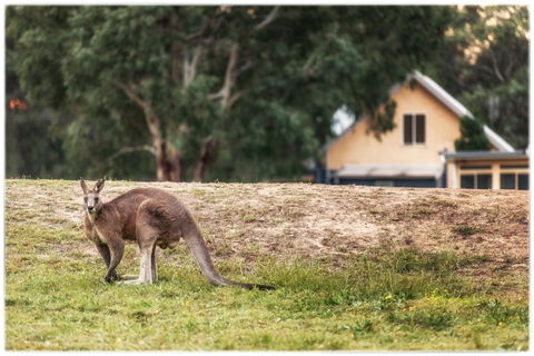 Madigan Wine Country Cottages - Australia Accommodation 4