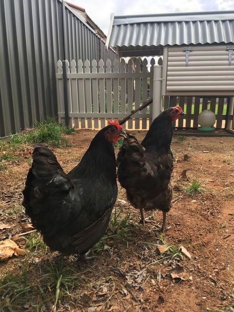 Thelma's Temora - Australia Accommodation 13