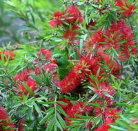 Bottlebrush B  B - Australia Accommodation