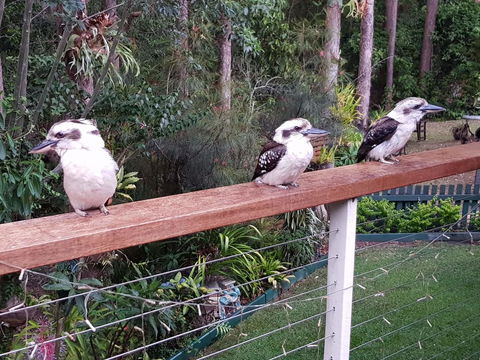 Buderim Forest Hideaway - Australia Accommodation 1