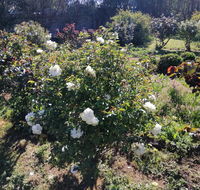 Carisbrook Country Retreat Motel - Australia Accommodation