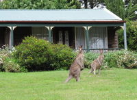 Book Mount Victoria Accommodation Vacations Australia Accommodation Australia Accommodation