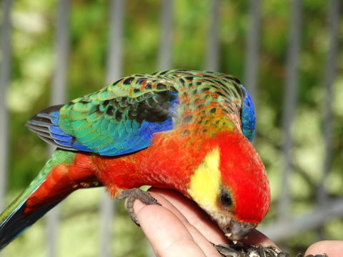 Cinnamon Coloureds Farm Cottages - Australia Accommodation 3
