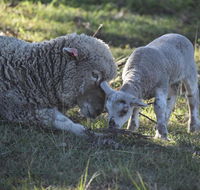 Clandulla Cottages  Farmstay - Australia Accommodation