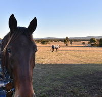 Clydesdale Cottage on Talga with real Clydesdale Horses - Australia Accommodation