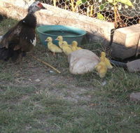 Corella Creek Country Farm Stay - Australia Accommodation