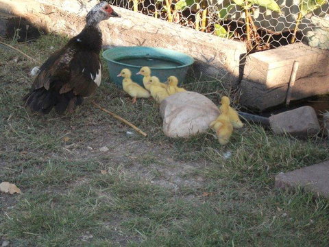 Corella Creek Country Farm Stay - Australia Accommodation 0