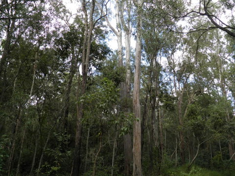 Coucals Cottage - Australia Accommodation 3