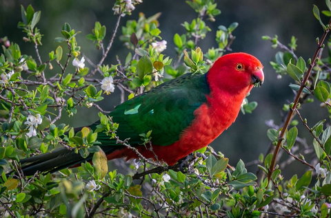 Country Paradise In The Gully - Australia Accommodation 2