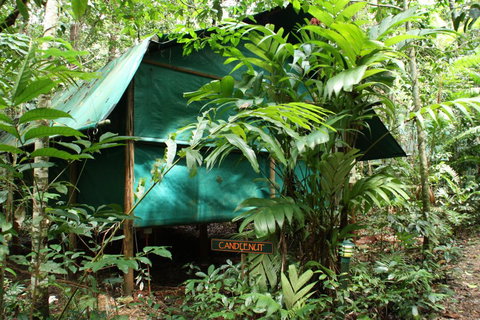Daintree Crocodylus - Australia Accommodation 0
