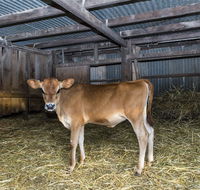 Dairyman's Cottage - Australia Accommodation