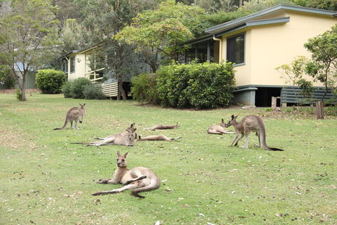 Depot Beach Cabins - Australia Accommodation 0