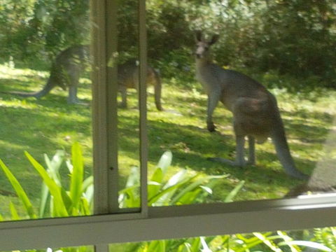 Forest View Bungalow - Australia Accommodation 2