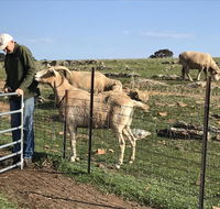 Gilgraves Vineyard Farmstay - Australia Accommodation