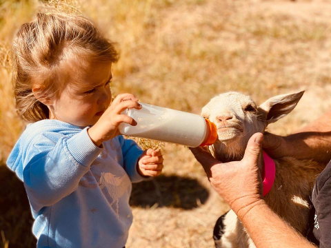 Glenview Alpaca Farm - Australia Accommodation 1