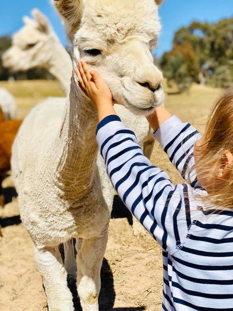Glenview Alpaca Farm - Australia Accommodation 3