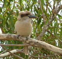 kookaburra nest - Australia Accommodation