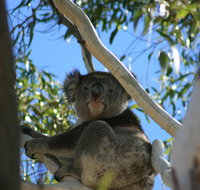 Levi Park Caravan Park - Australia Accommodation