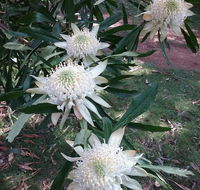 Lyrebird Gully Retreat - Australia Accommodation