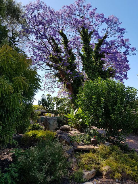 Jacaranda Hideaway Bed & Breakfast - Australia Accommodation 10