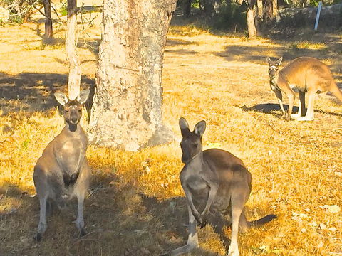 Sandpiper Retreat - Australia Accommodation 37