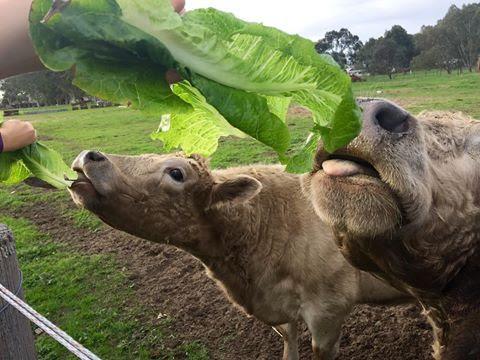 Kellers Bed And Breakfast - Australia Accommodation 32