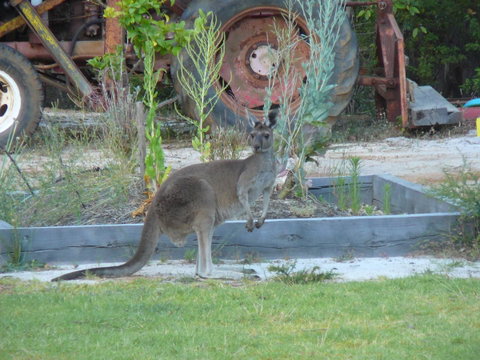 Nannup Bush Retreat - Australia Accommodation 38