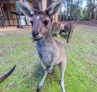 Yelverton Brook Eco Spa Retreat  Conservation Sanctuary - Australia Accommodation