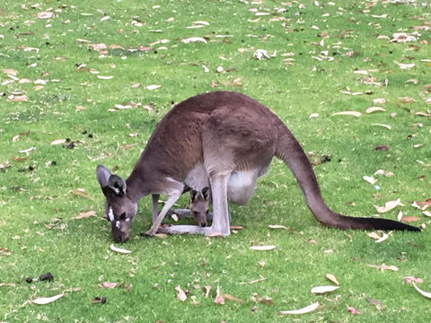 Tegwan's Nest Holiday Home - Australia Accommodation 1