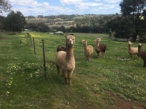 Tegwan's Nest Holiday Home - Australia Accommodation 44