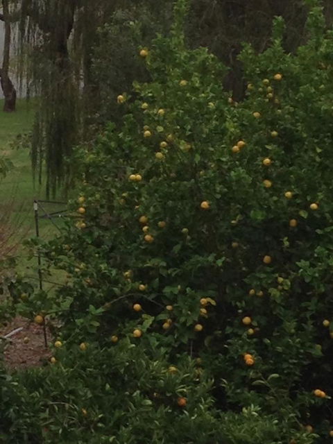 Bright & Beautiful Home On The Hills! - Australia Accommodation 34