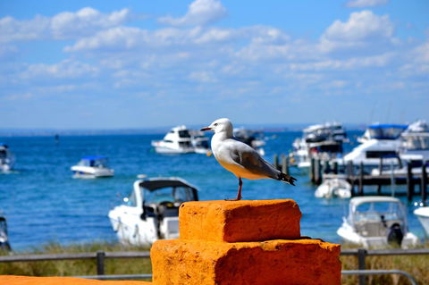 Palms Bed & Breakfast - Australia Accommodation 25