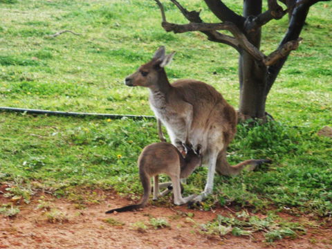 Bindoon's Windmill Farm - Australia Accommodation 5