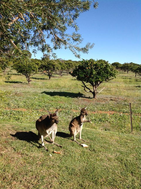 Bindoon's Windmill Farm - Australia Accommodation 2