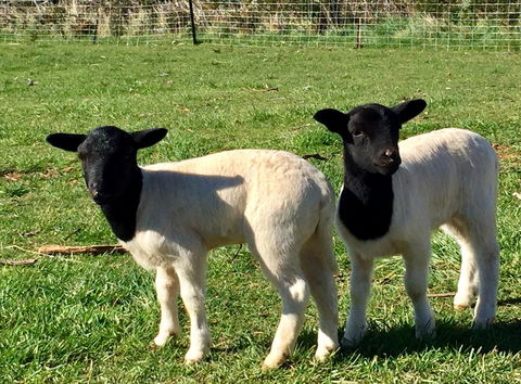 Manna Hill Farm - Australia Accommodation 2