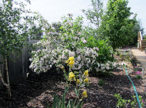 Elm Trees Accommodation @ Ross - Australia Accommodation 7